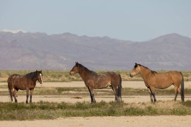 Baharda Utah çölünde vahşi atlar