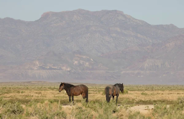Дикие Лошади Пустыне Юта Весной — стоковое фото