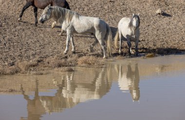 Baharda Utah 'ta bir su birikintisinde vahşi atlar.