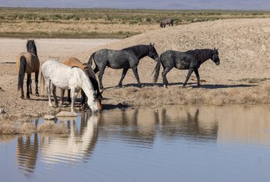 Baharda Utah 'ta bir su birikintisinde vahşi atlar.