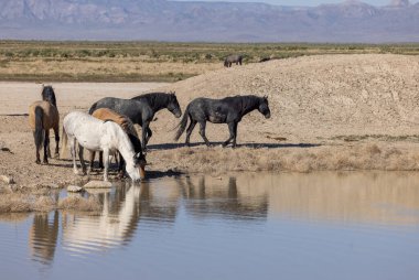 Baharda Utah 'ta bir su birikintisinde vahşi atlar.