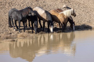 Baharda Utah 'ta bir su birikintisinde vahşi atlar.