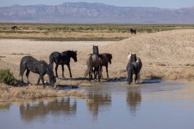 Baharda Utah 'ta bir su birikintisinde vahşi atlar.