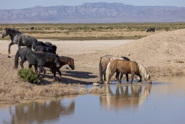 Baharda Utah 'ta bir su birikintisinde vahşi atlar.