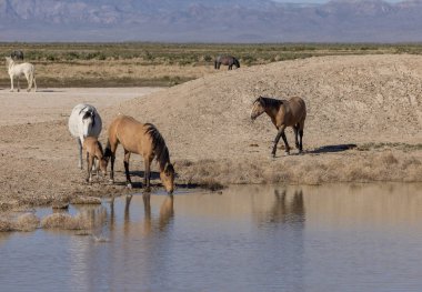 Baharda Utah 'ta bir su birikintisinde vahşi atlar.