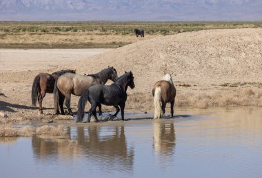Baharda Utah 'ta bir su birikintisinde vahşi atlar.