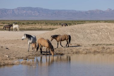 Baharda Utah 'ta bir su birikintisinde vahşi atlar.