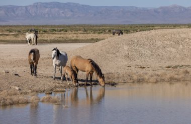 Baharda Utah 'ta bir su birikintisinde vahşi atlar.