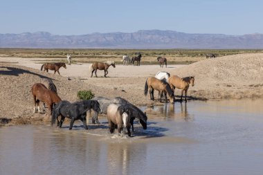 Baharda Utah 'ta bir su birikintisinde vahşi atlar.