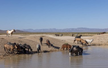 Baharda Utah 'ta bir su birikintisinde vahşi atlar.