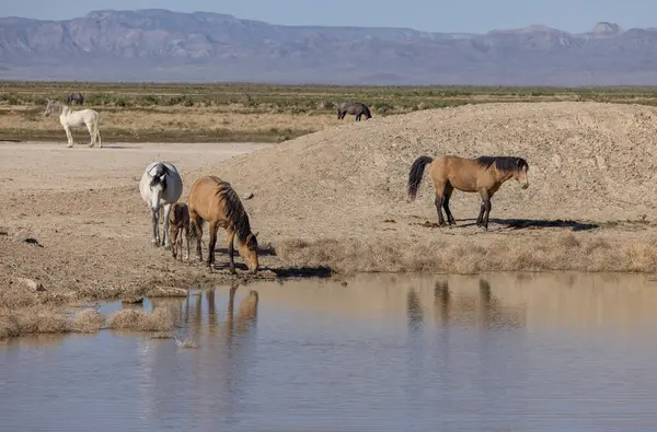 Caballos Salvajes Pozo Agua Del Desierto Utah Primavera — Foto de Stock