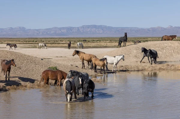 Wild Horses Desert Waterhole Utah Spring — Stock Photo, Image