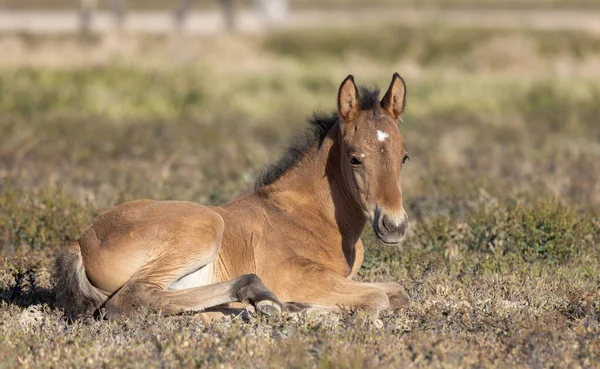 Lindo Potro Caballo Salvaje Desierto Utah —  Fotos de Stock