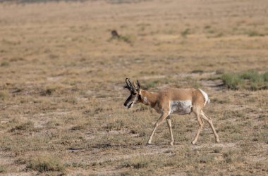 Utah çölünde bir antilop.