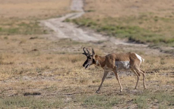 Pronghorn Antilopa Dolar Poušti Utah — Stock fotografie