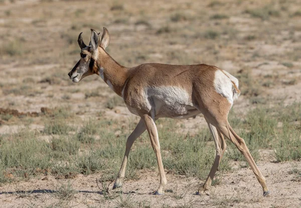 Een Haas Antilope Bok Utah Woestijn — Stockfoto