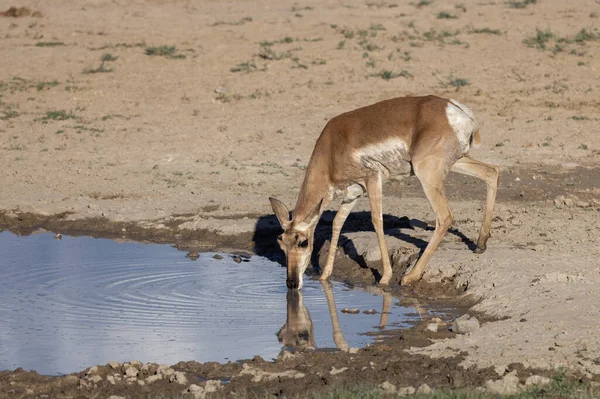 Pronghorn Antelope Doe Reflected Drinking Utah Desert Waterhole — 스톡 사진
