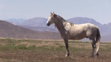Baharda Utah çölünde vahşi atlar