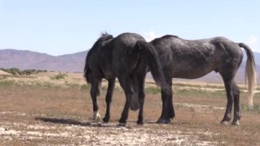 Baharda Utah çölünde vahşi atlar