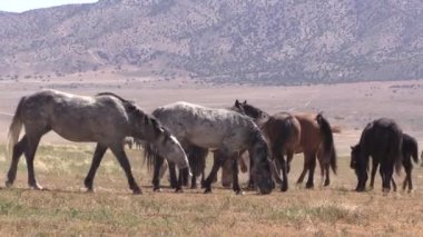Baharda Utah çölünde vahşi atlar