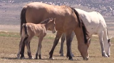 Baharda Utah çölünde vahşi atlar