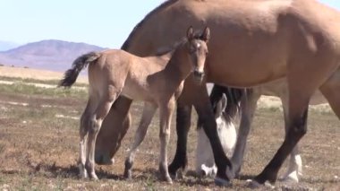 Baharda Utah çölünde vahşi atlar