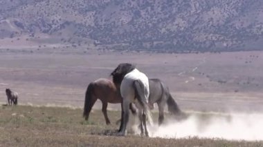 Baharda Utah çölünde vahşi atlar