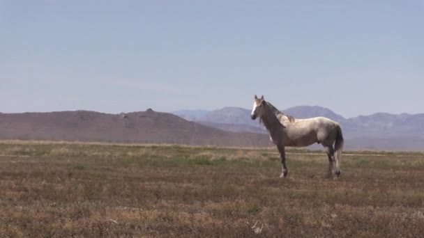 Cavalos Selvagens Deserto Utah Primavera — Vídeo de Stock