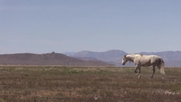 Wild Horses Utah Desert Spring — Stock Video