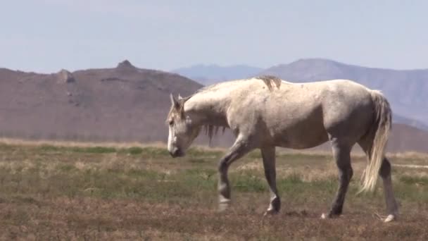 Wild Horses Utah Desert Spring — Stock Video