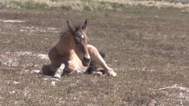 Wild Horse Foal Utah Desert Spring — Stockvideo