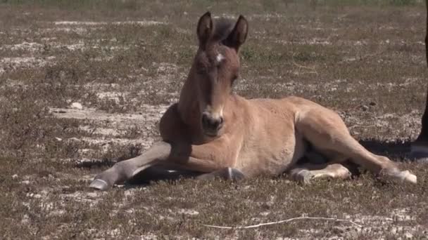 Wild Horse Foal Utah Desert Spring — Stockvideo