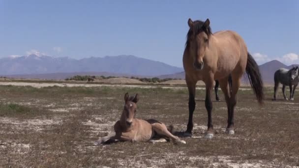 Весною Дикі Коні Пустелі Юта — стокове відео