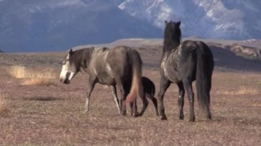 Utah çölünde vahşi atlar
