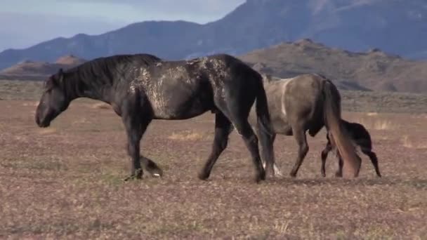 Wild Horse Mare Foal Utah Desert — Stock Video
