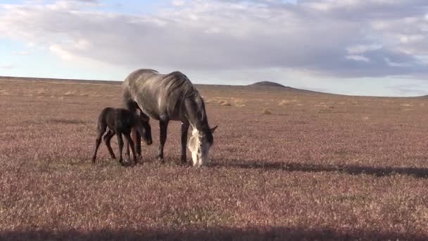 Wildpferdstute Und Fohlen Der Wüste Utah — Stockvideo