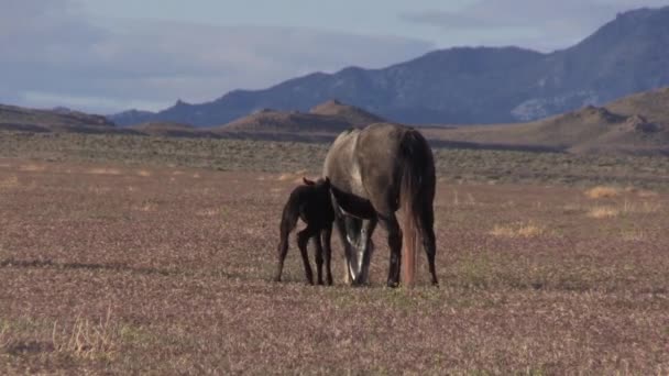 Yegua Caballo Salvaje Potro Desierto Utah — Vídeo de stock