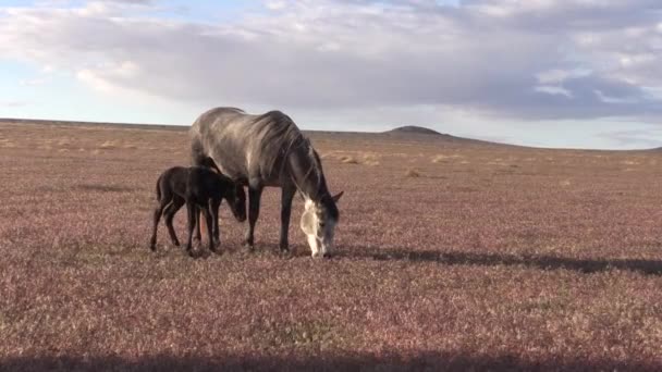 Άγριο Άλογο Φοράδα Και Πουλάρι Στην Έρημο Της Γιούτα — Αρχείο Βίντεο