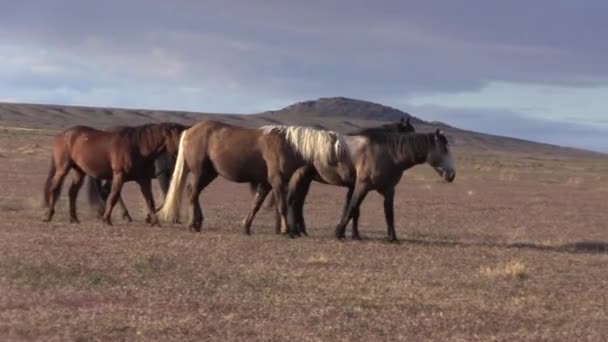 犹他沙漠中的野马 — 图库视频影像