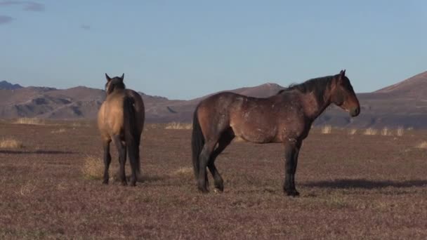 Άγρια Άλογα Στην Έρημο Ουτάχ — Αρχείο Βίντεο