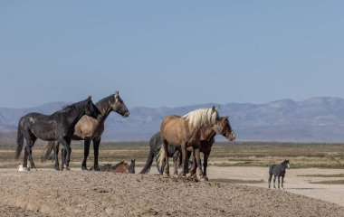 Utah çölünde ilkbaharda vahşi atlar
