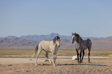 Utah çölünde ilkbaharda vahşi atlar