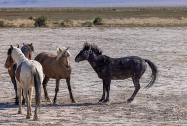 Utah çölünde ilkbaharda vahşi atlar