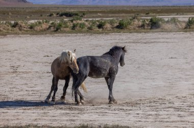 Utah çölünde ilkbaharda vahşi atlar