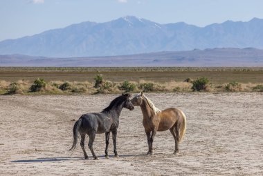 Utah çölünde ilkbaharda vahşi atlar