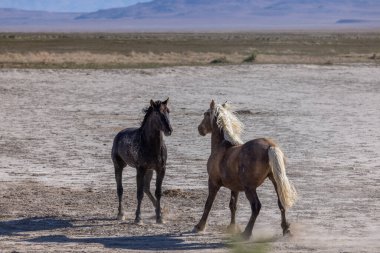 Utah çölünde ilkbaharda vahşi atlar