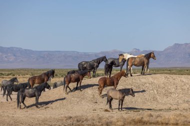Utah çölünde ilkbaharda vahşi atlar
