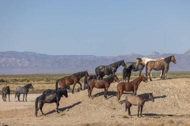 Utah çölünde ilkbaharda vahşi atlar