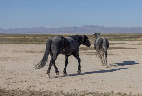 ユタ砂漠の春に野生の馬 — ストック写真