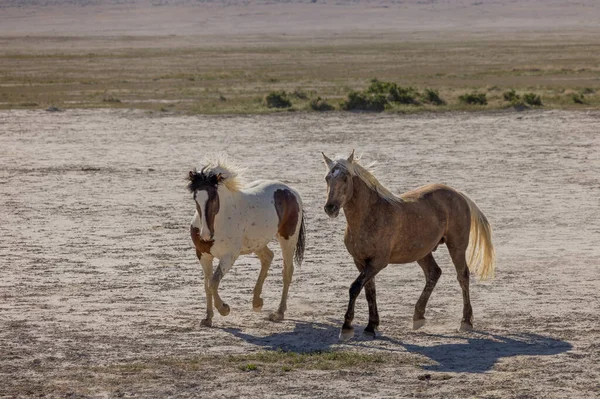 Divoké Koně Jaře Poušti Utah — Stock fotografie